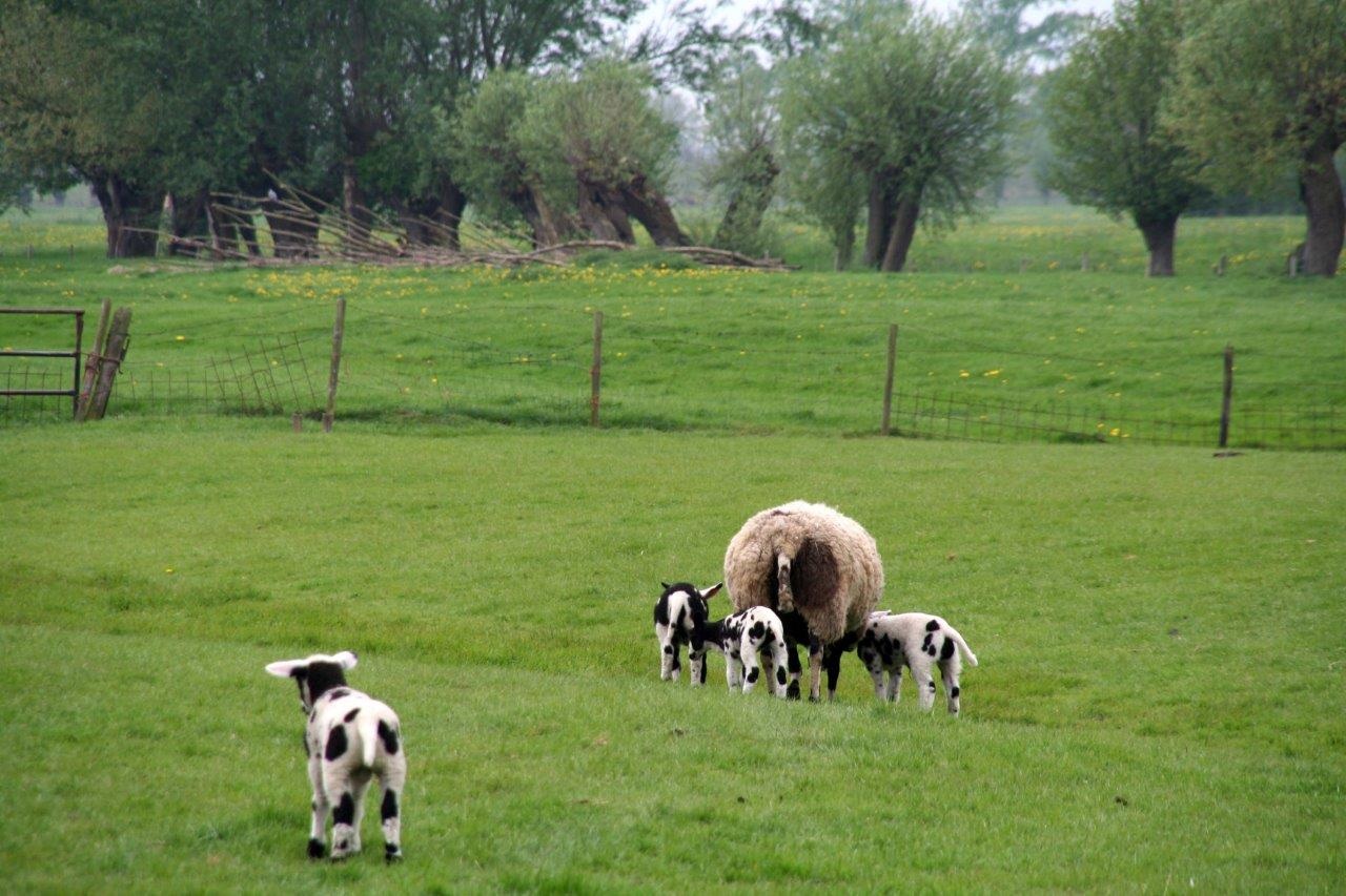 Gevlekte lammetjes