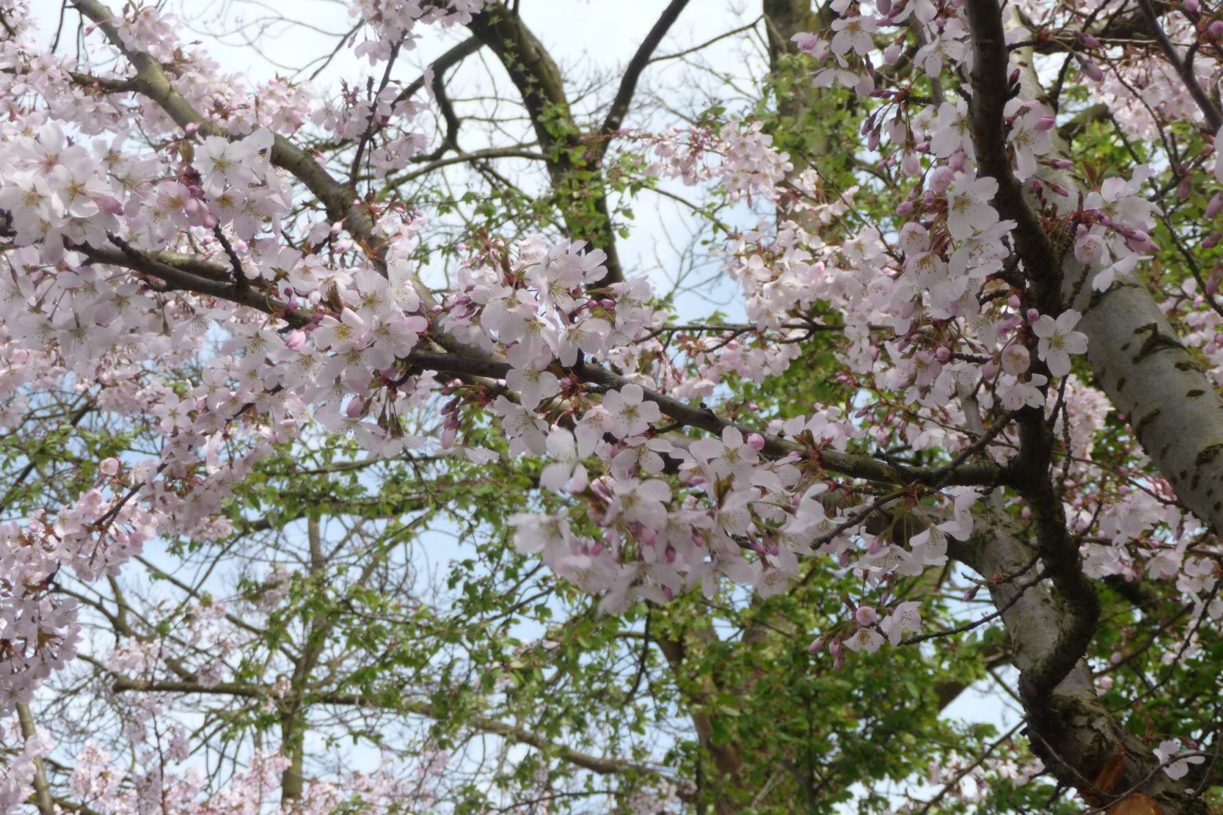 Roze bloesem 2