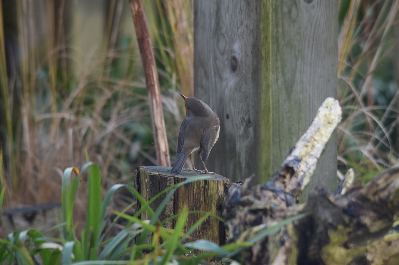 Roodborst wil...