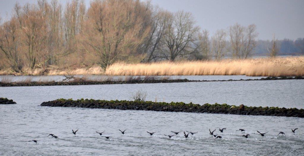 Riet in Biesbosch