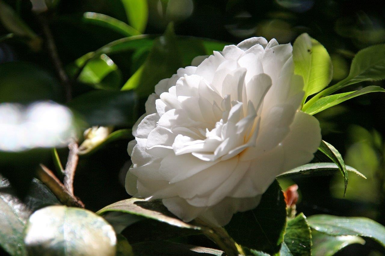 Camelia wit
