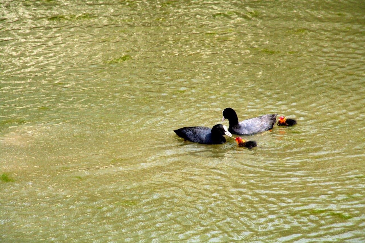 Meerkoet met kleintjes