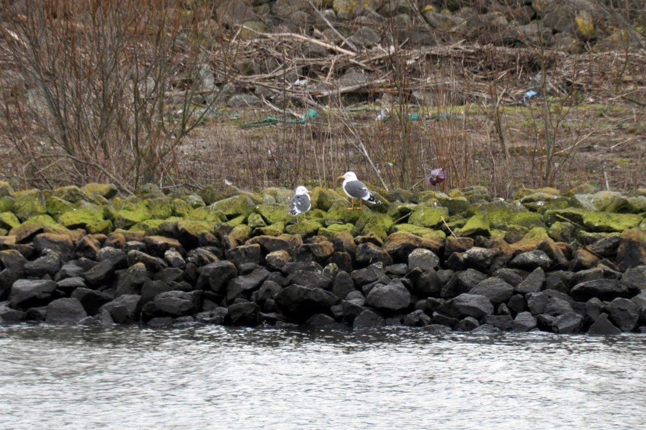 Mantelmeeuwen
