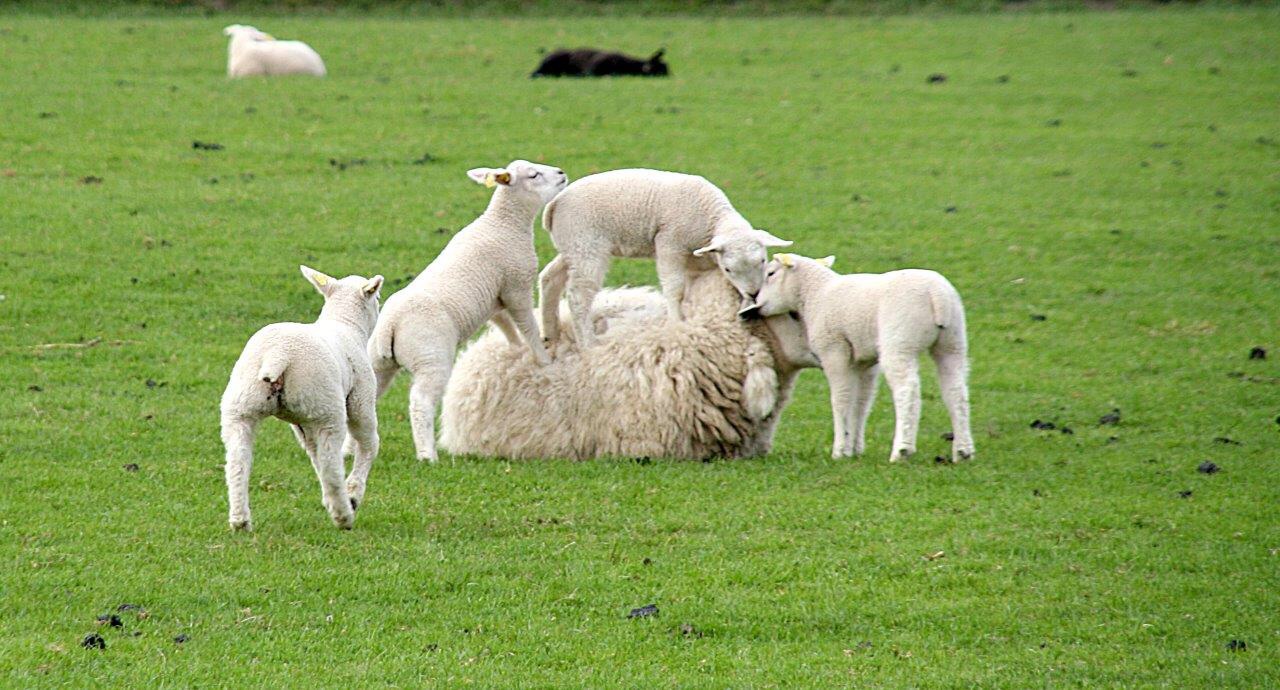 Lammetjes 3