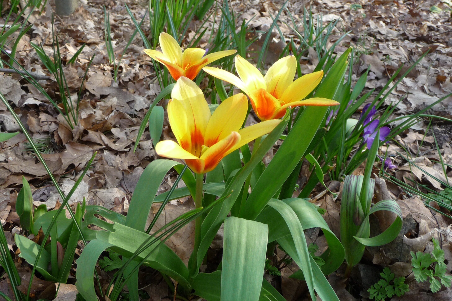 Tulpen 2