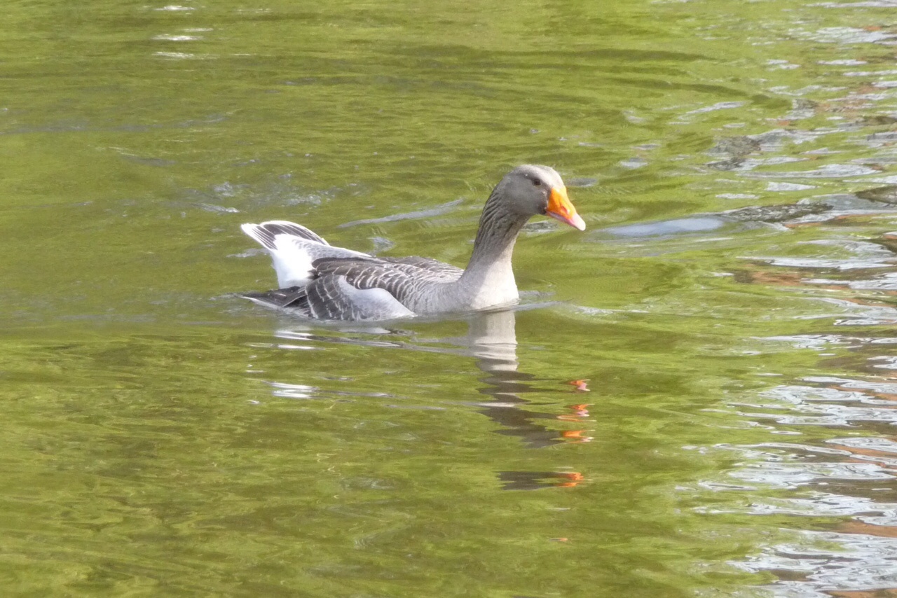 Gans 2