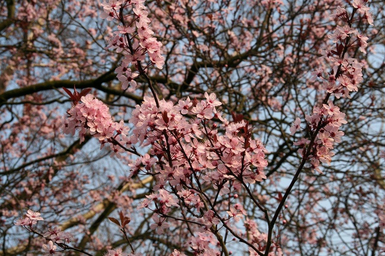 Roze bloesem