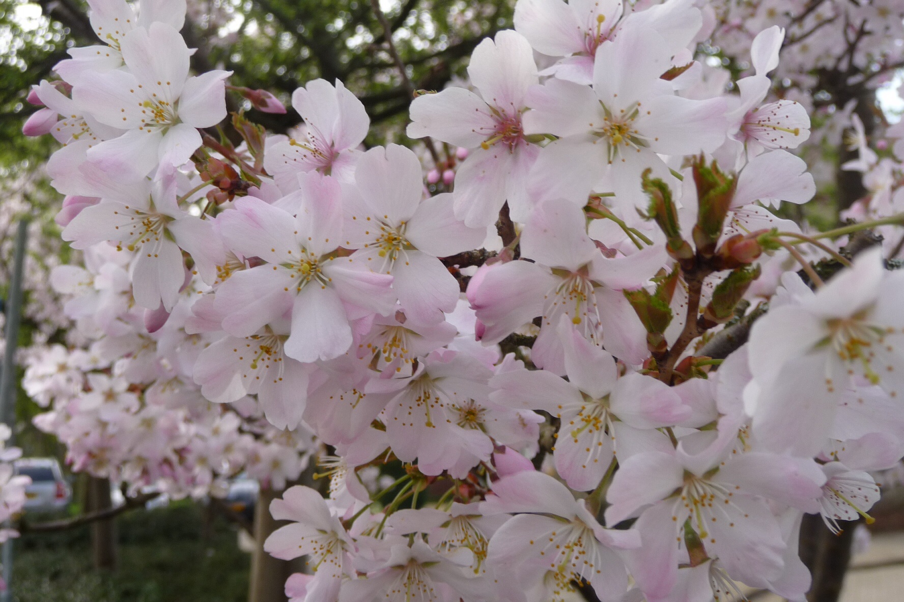 Roze bloesem