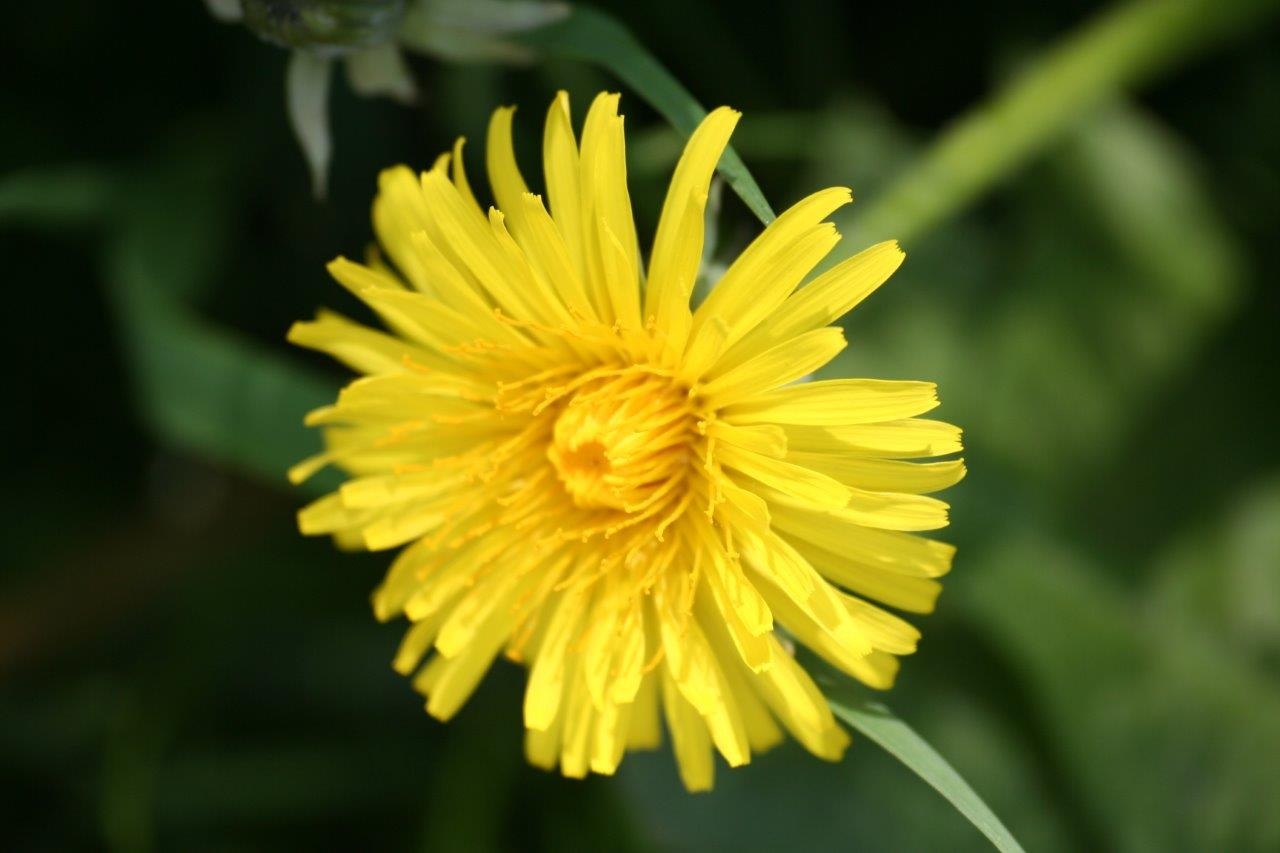 Paardenbloem