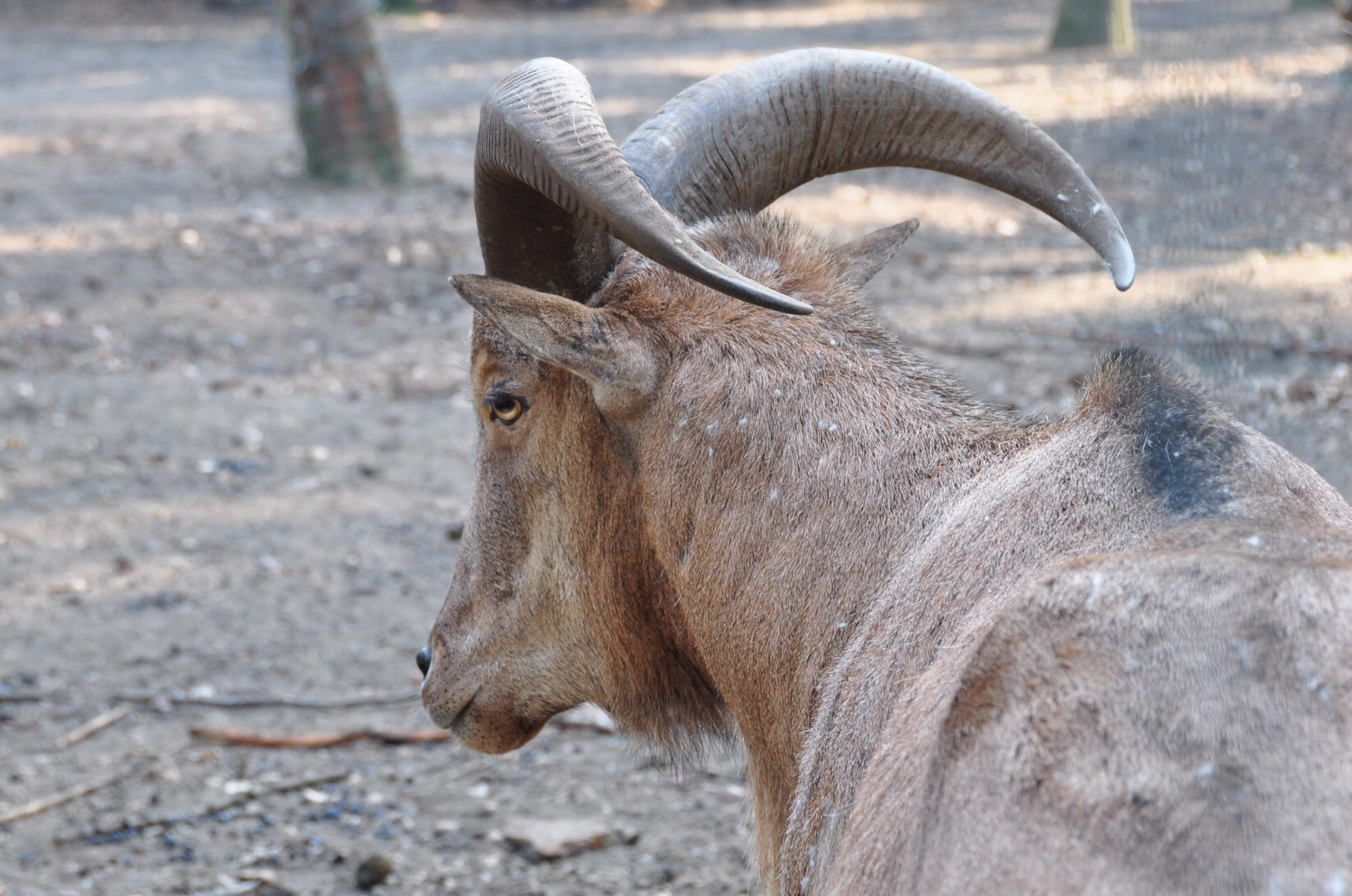 Steenbok