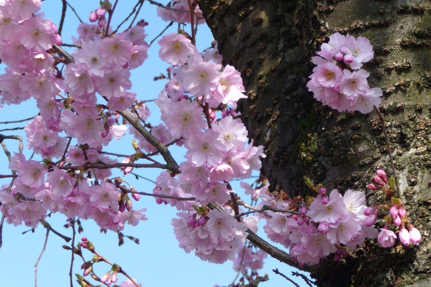 Roze bloesem 4