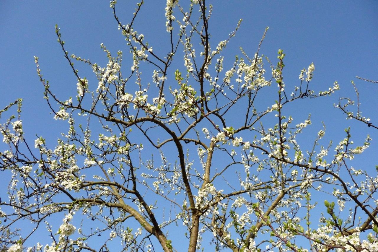 Pruimen bloesem