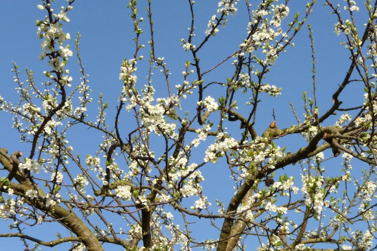 Pruimenbloesem 2