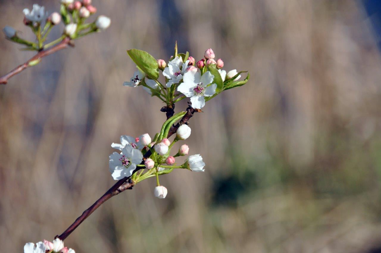 Bloesem 2