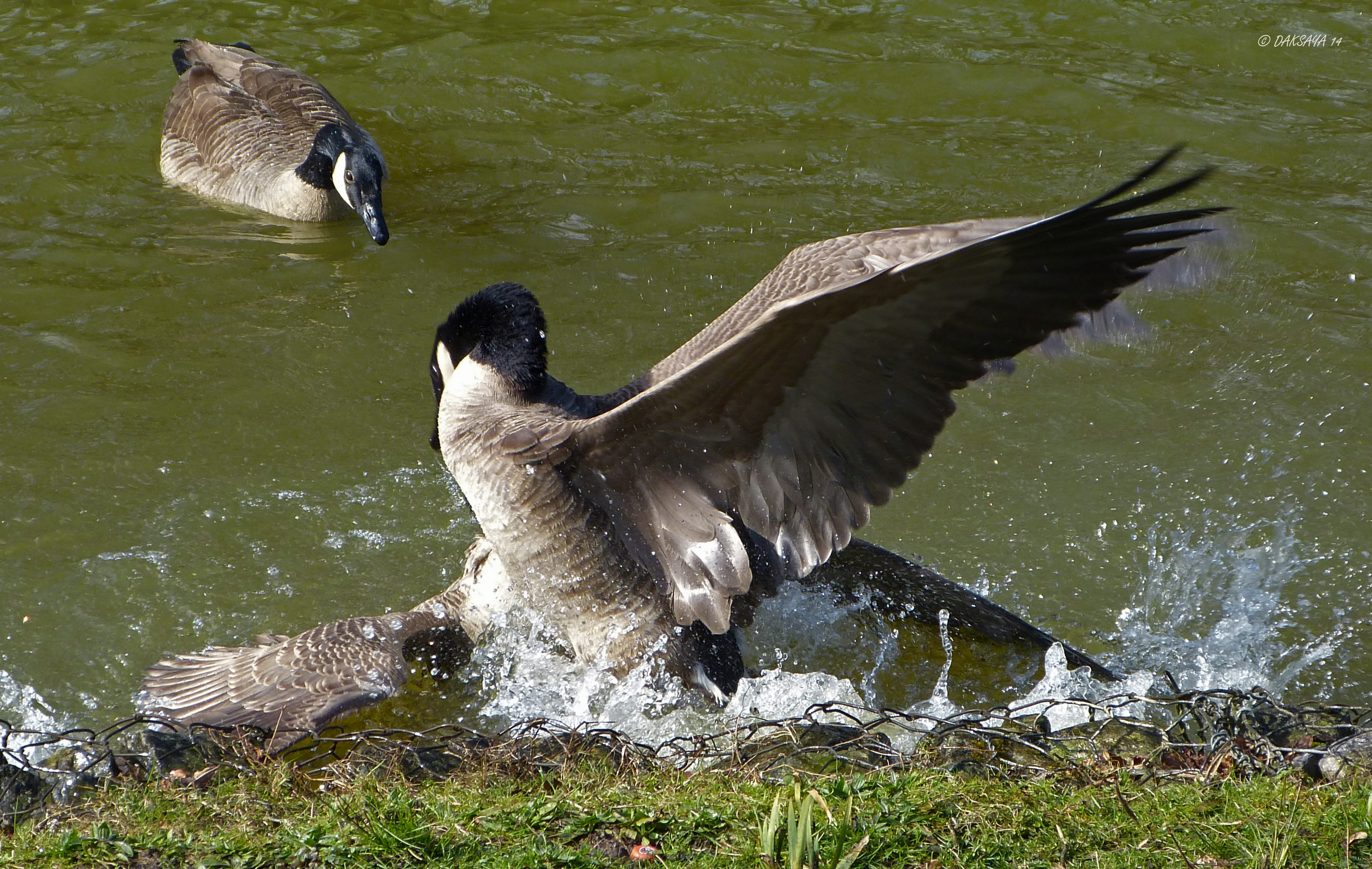 Gevecht 3