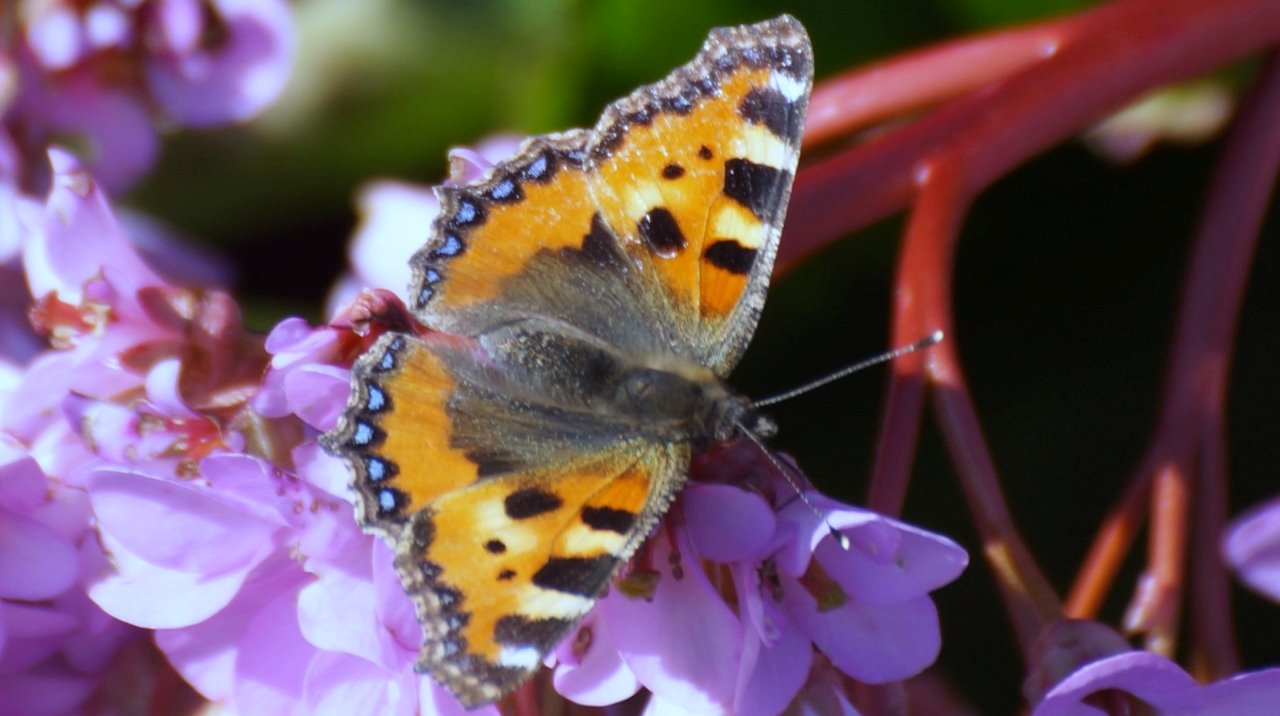 Kleine vos op schoenlapper