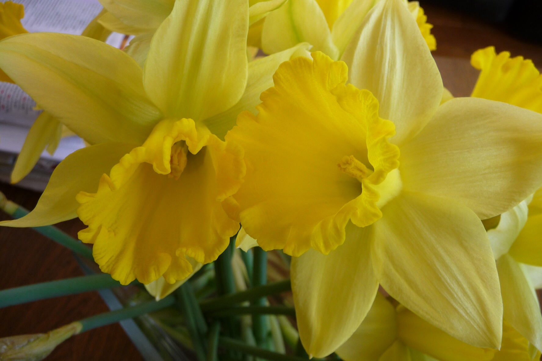 Narcissen