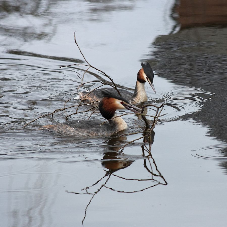 Futen zoeken nestmateriaal 