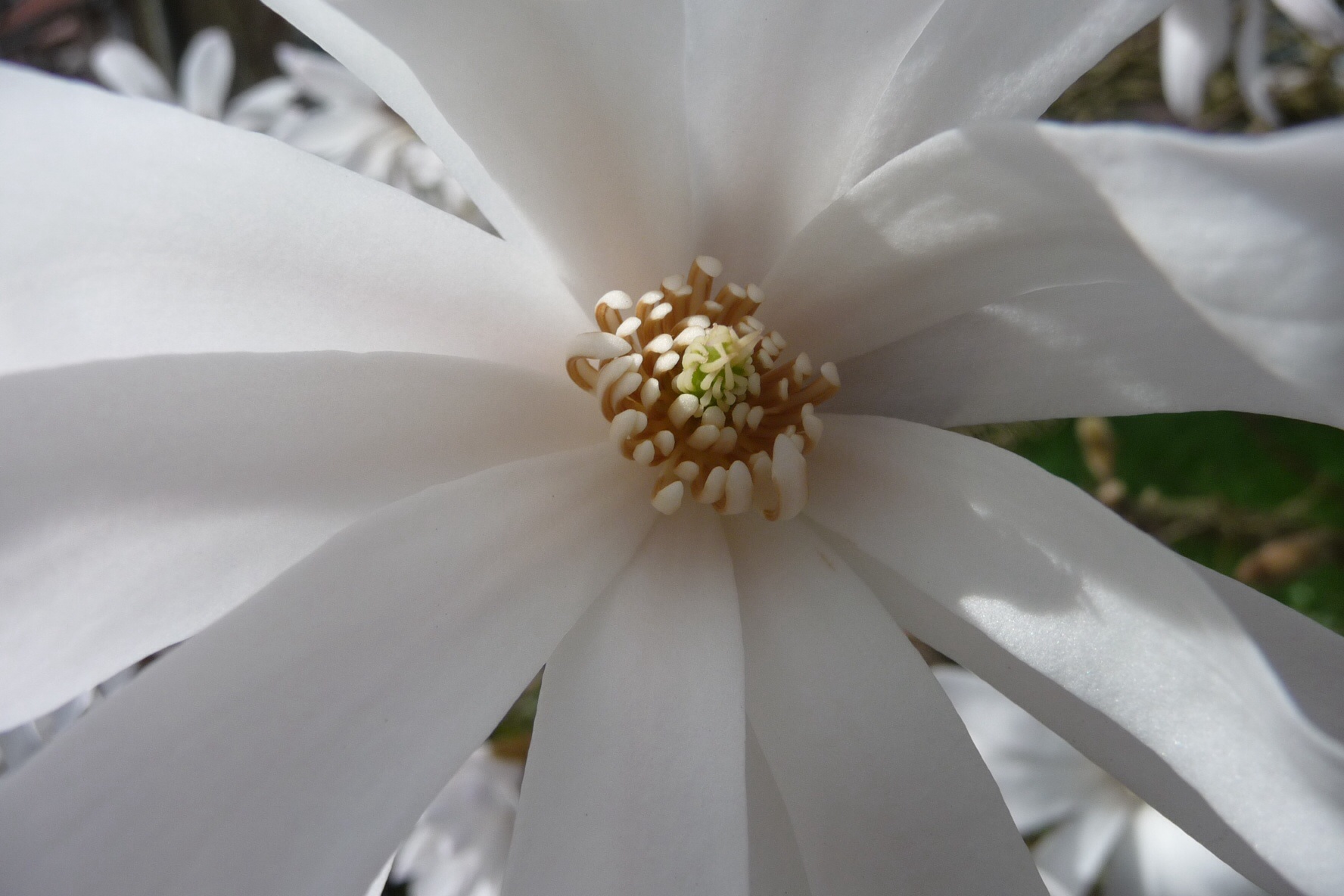 Magnolia 4