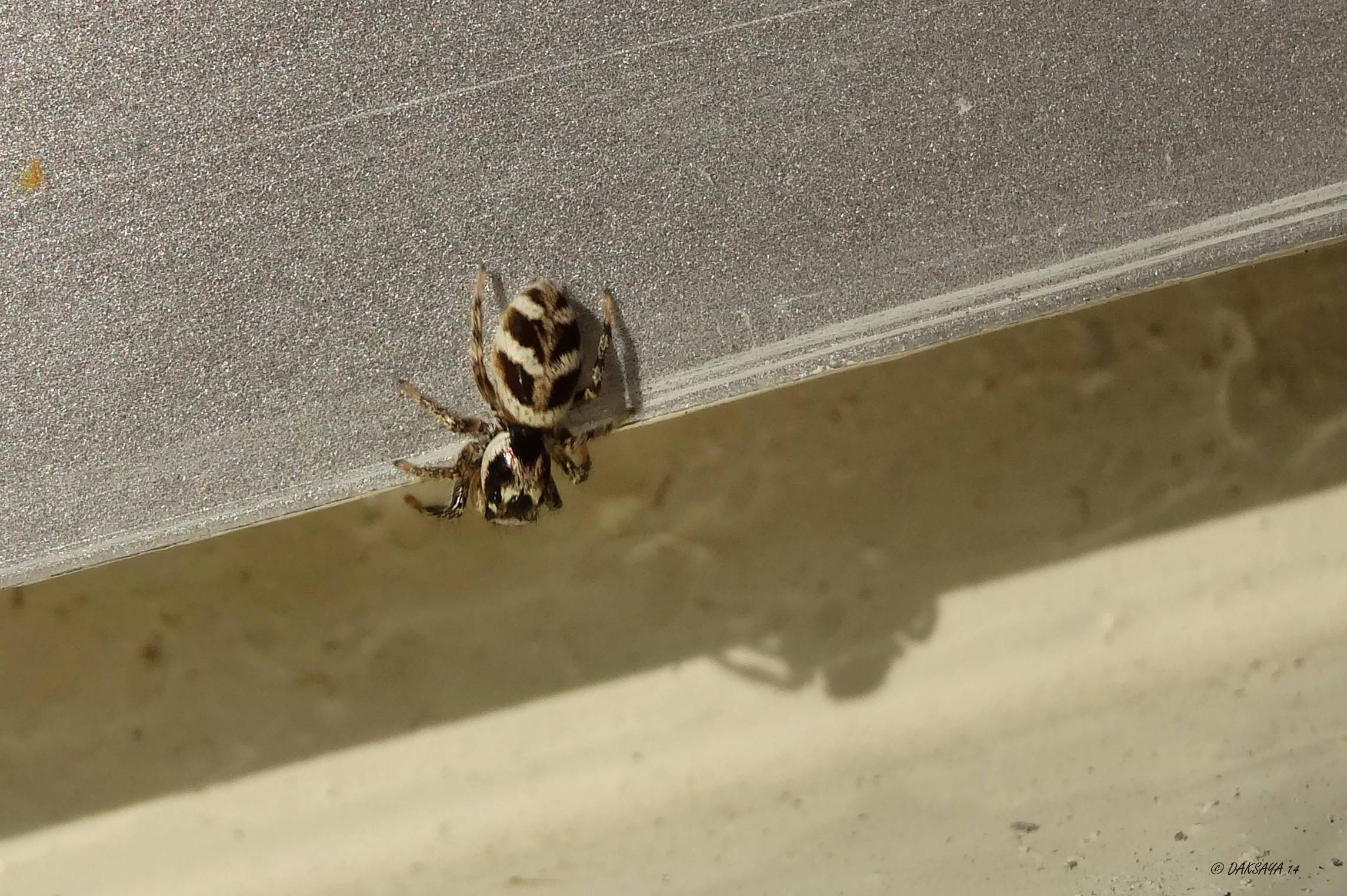 Zebraspin