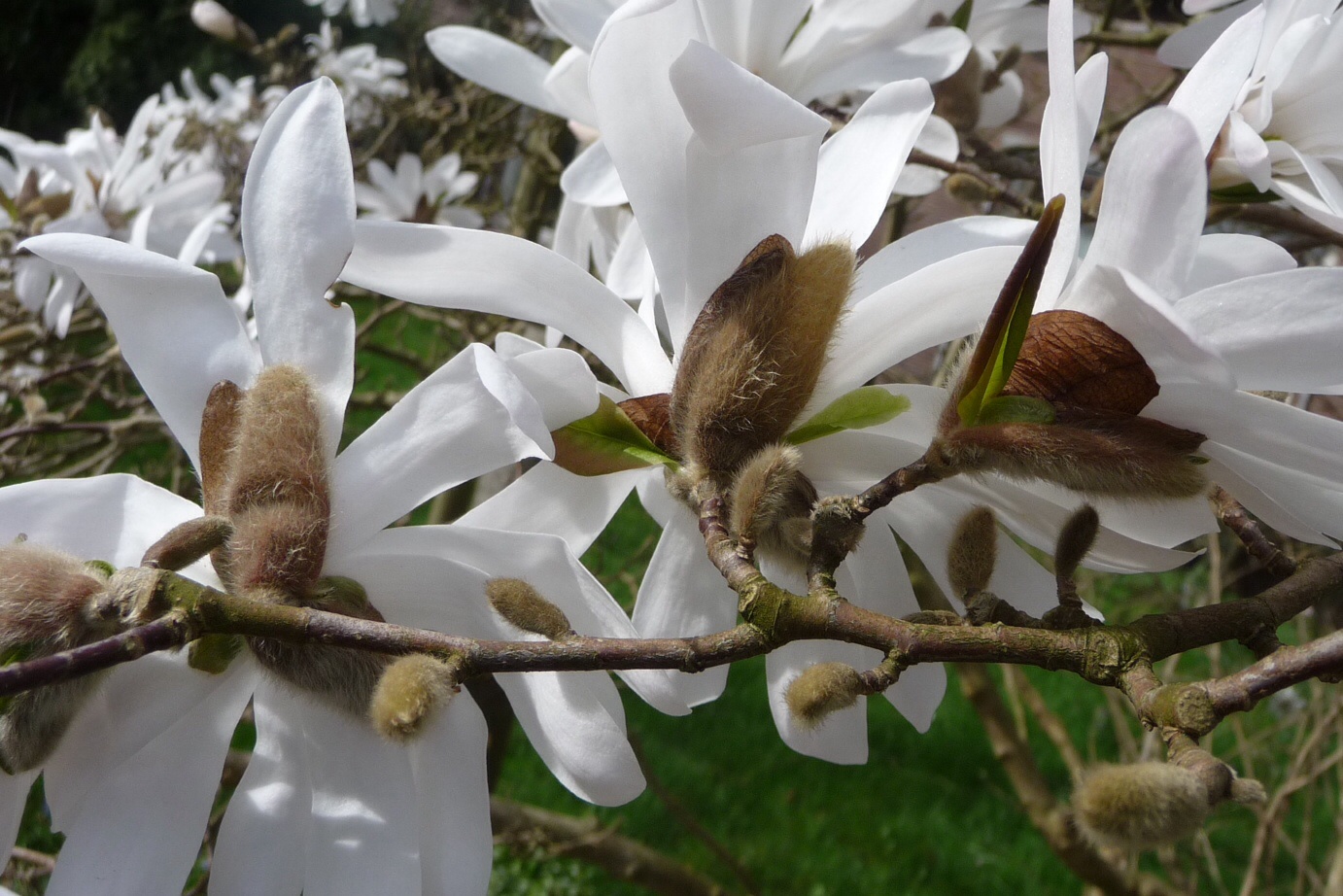 Magnolia