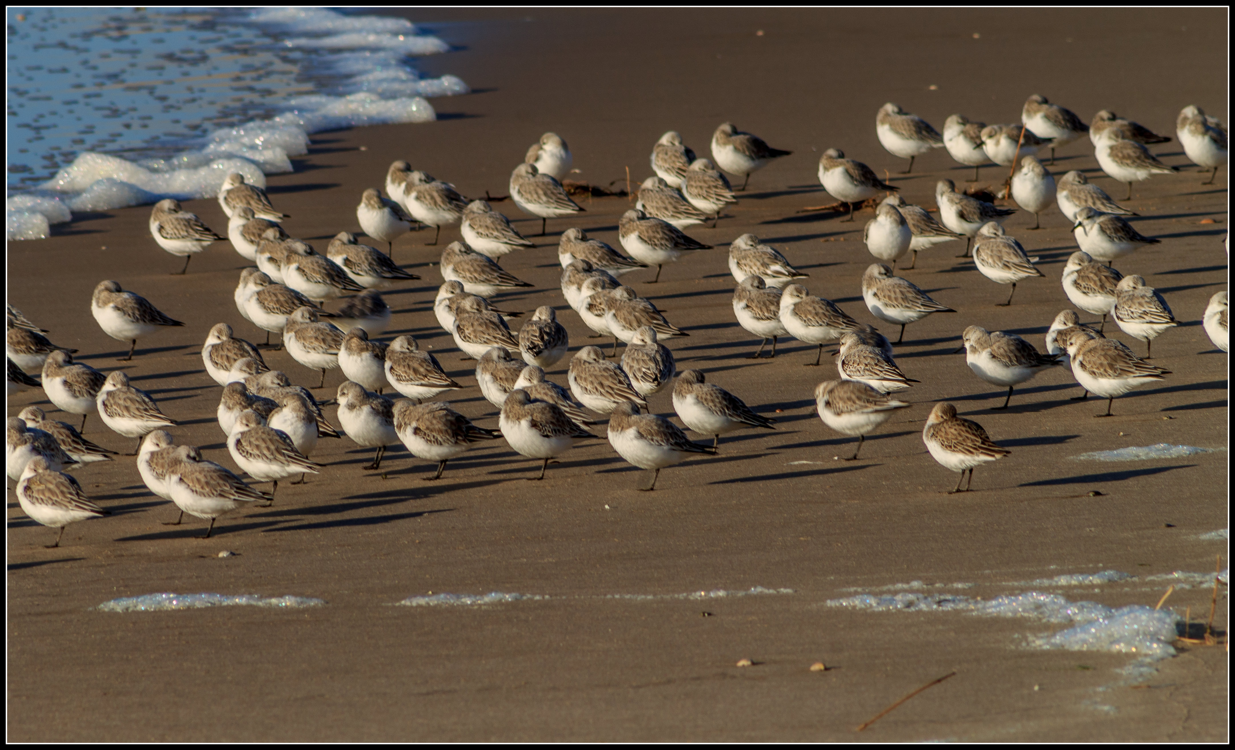 Kudde strandlopertjes.