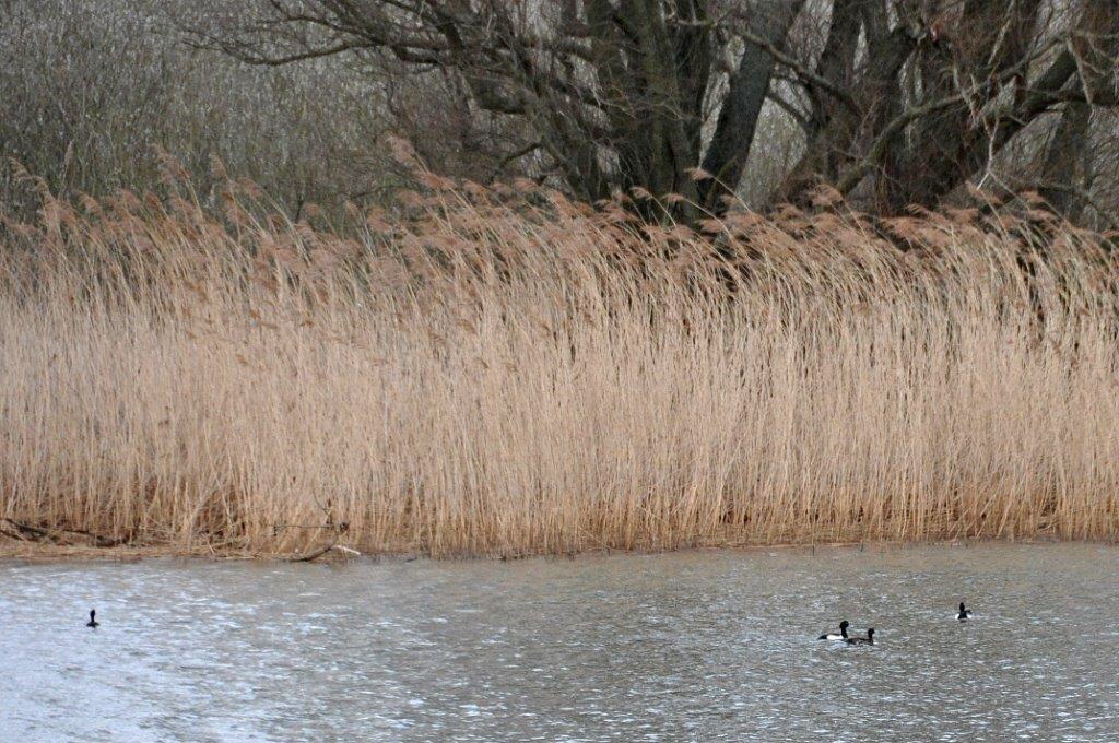 Riet 3