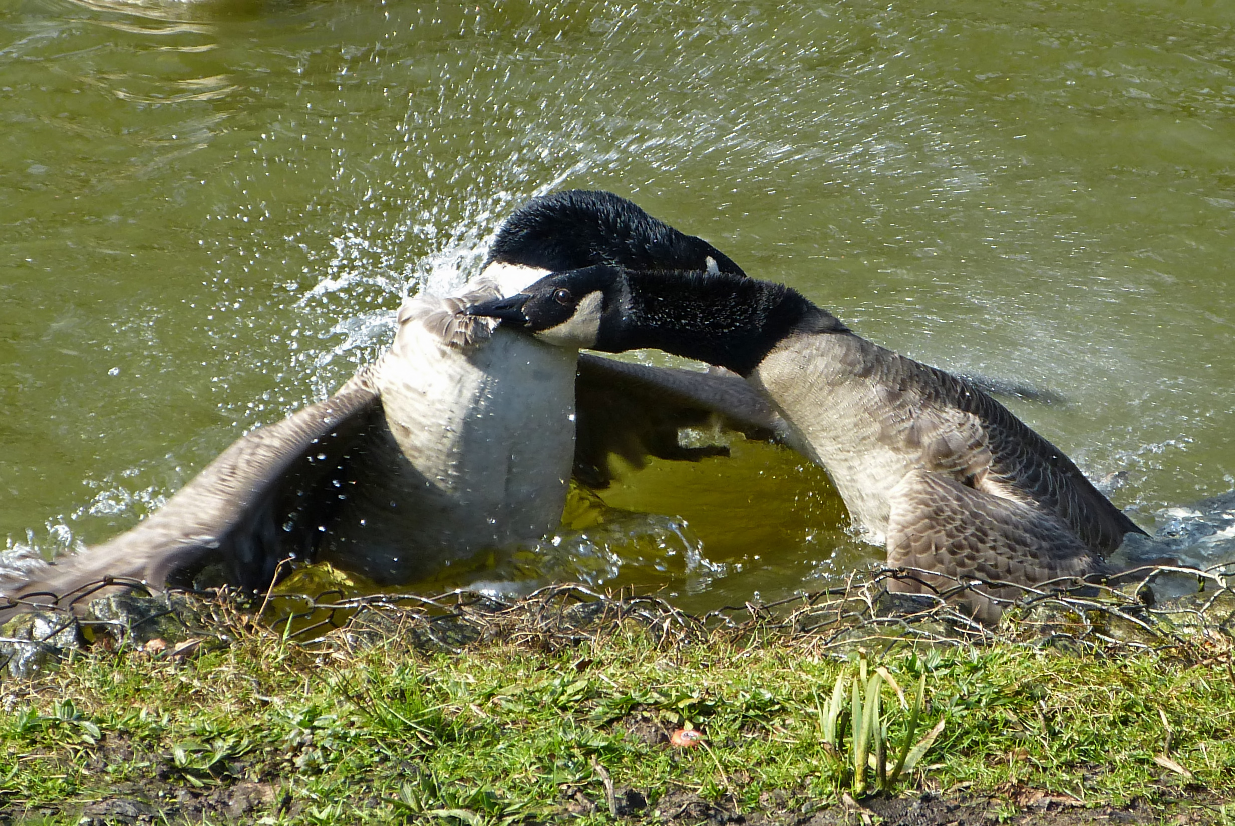 Gevecht 2