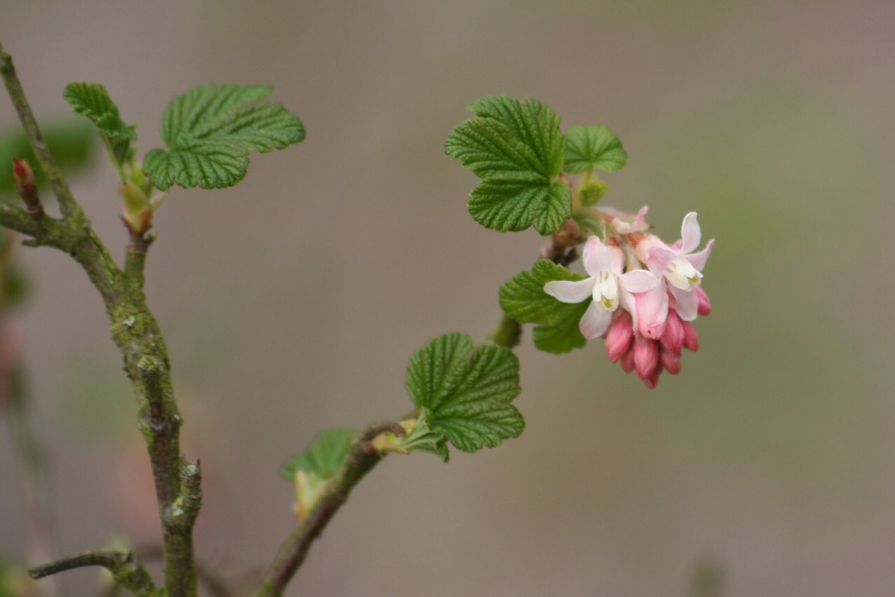 Roze ribes 2