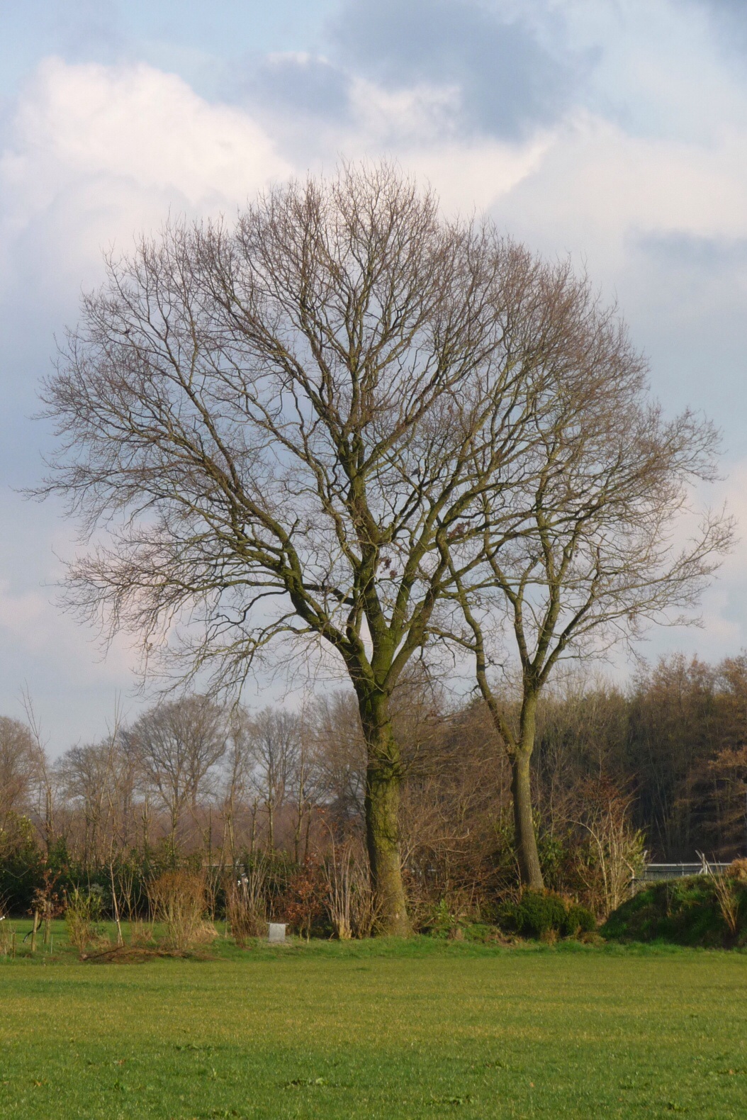 Nog kale boom