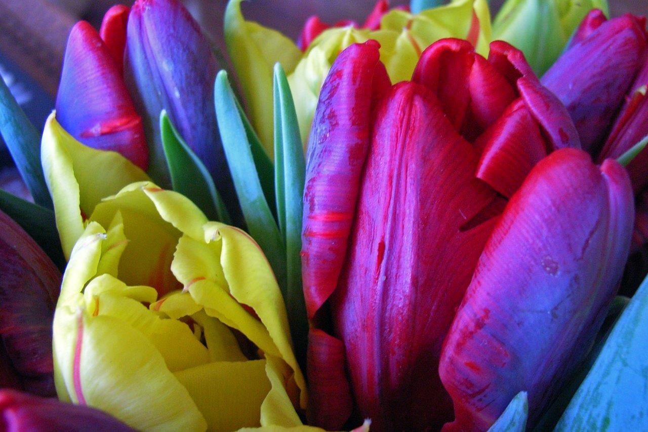 Tulpen