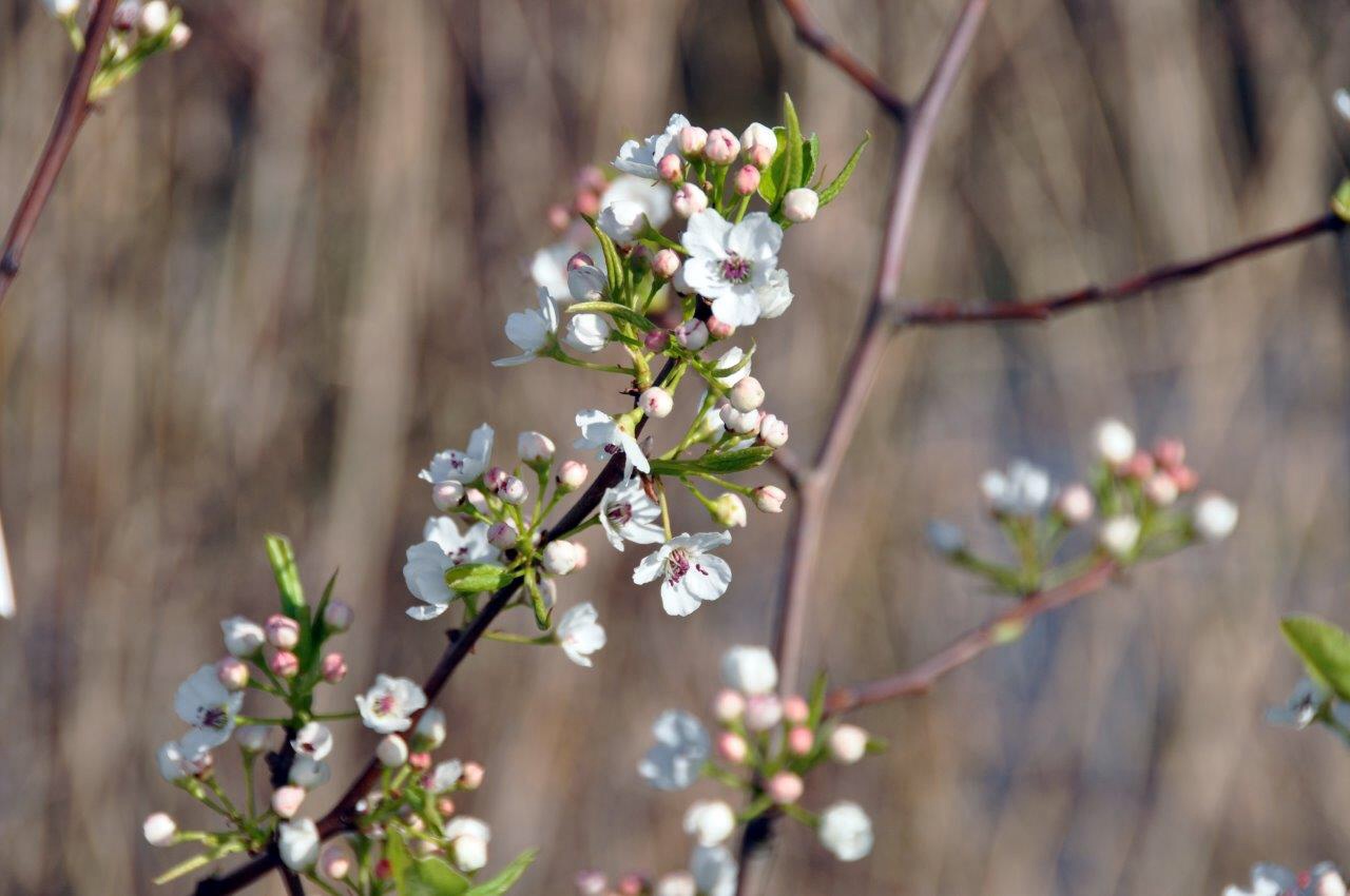 Bloesem 3