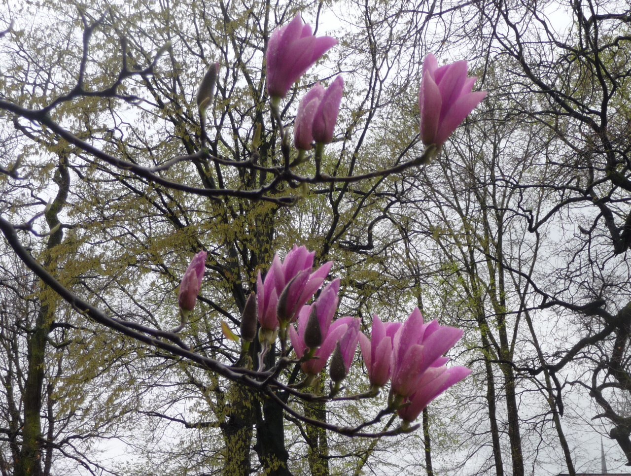 Magnolia 4