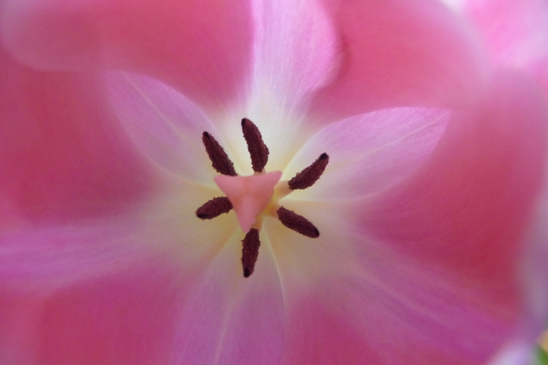 Tulp