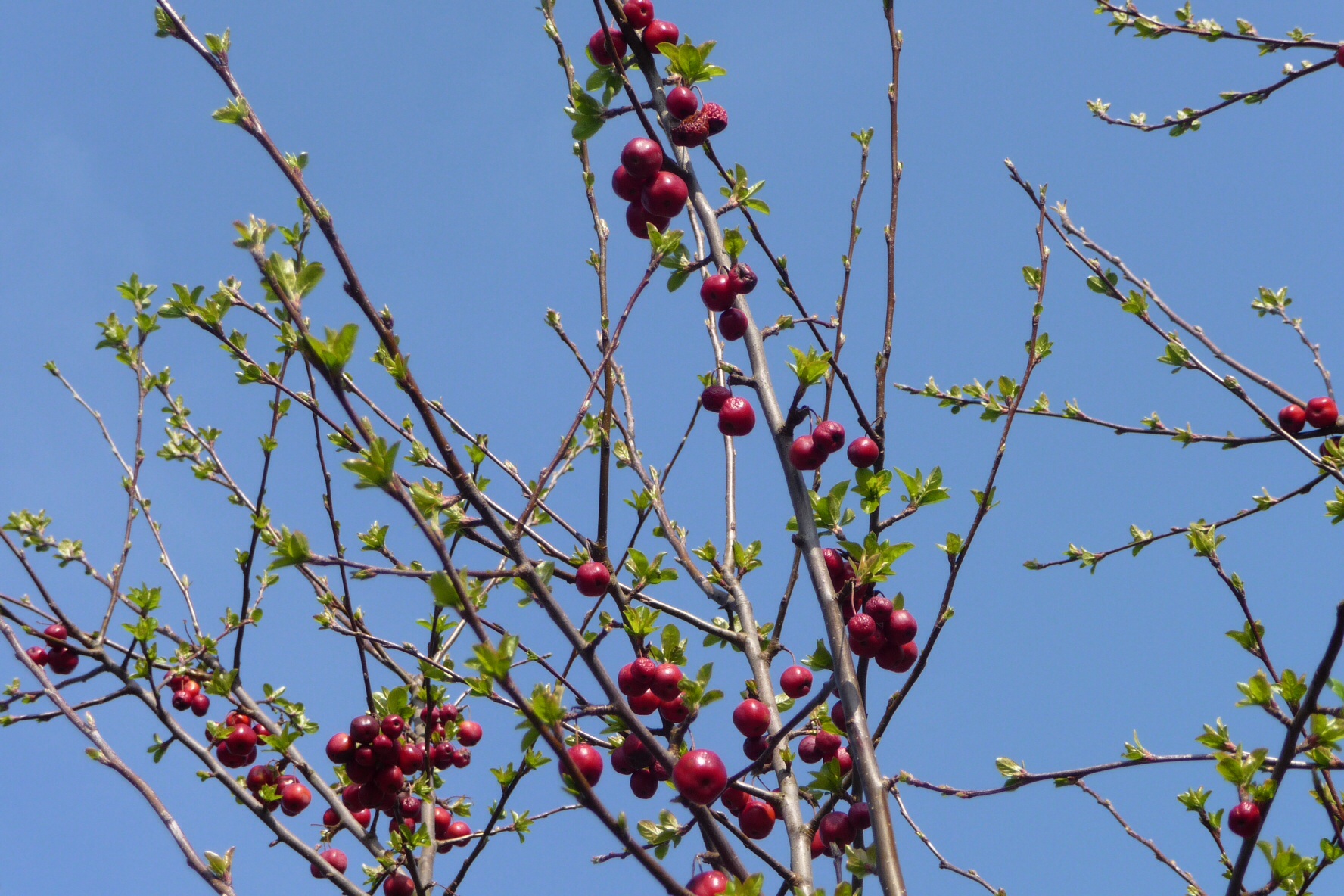 Rode bessen/appeltjes 2