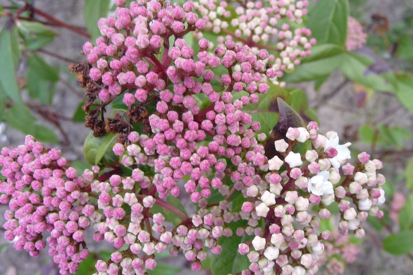 Spirea