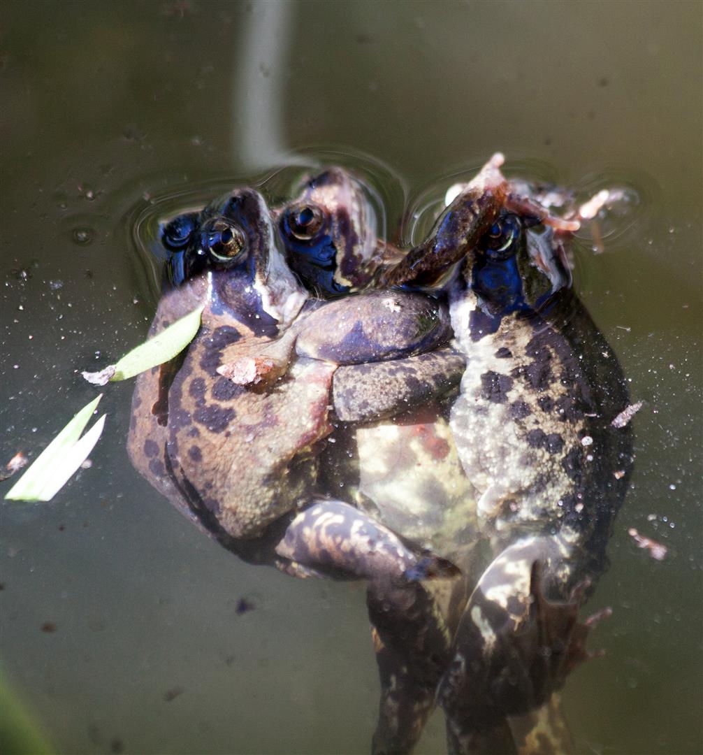 voorjaar in ons kikkerland