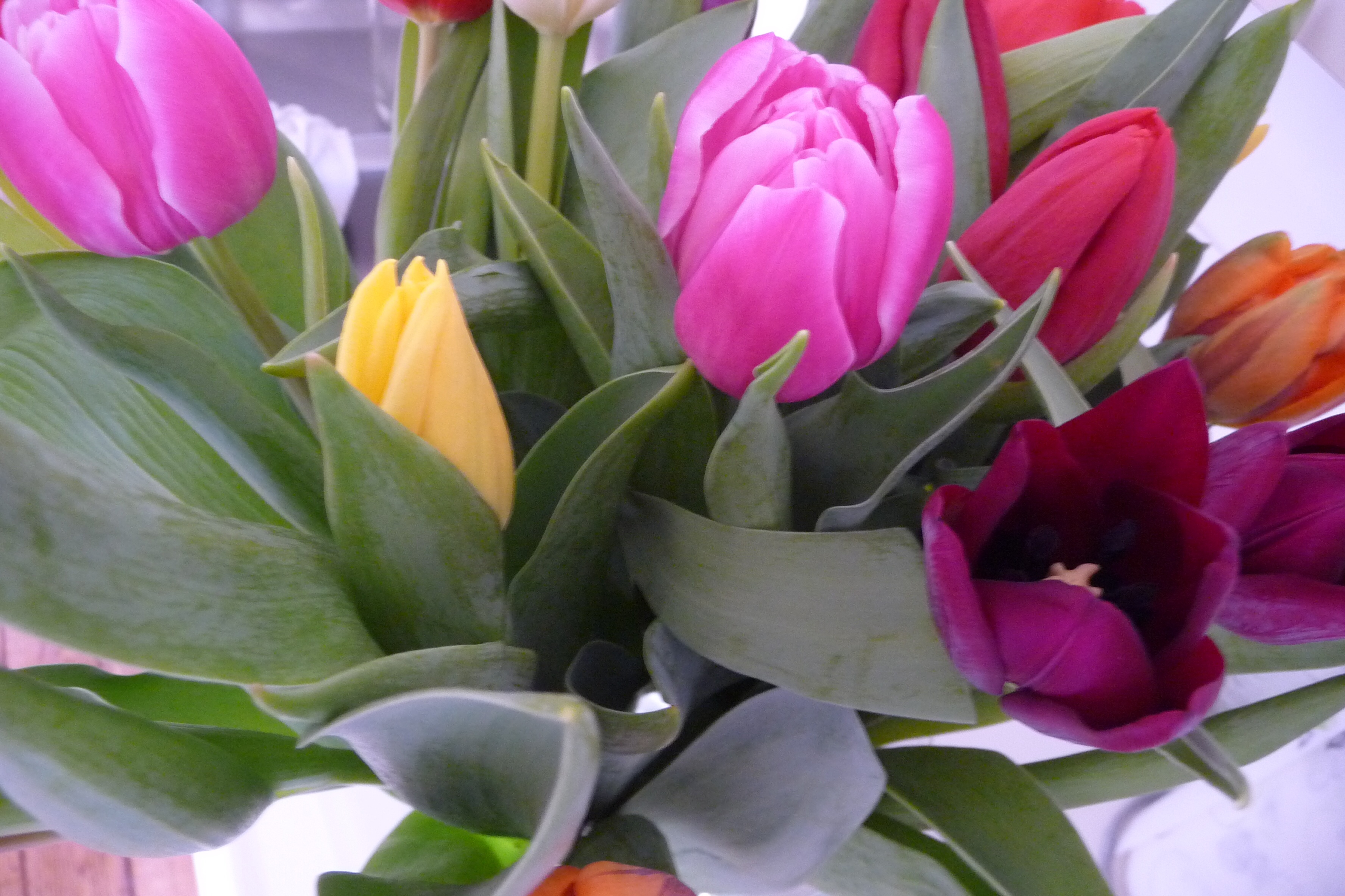 Tulpen
