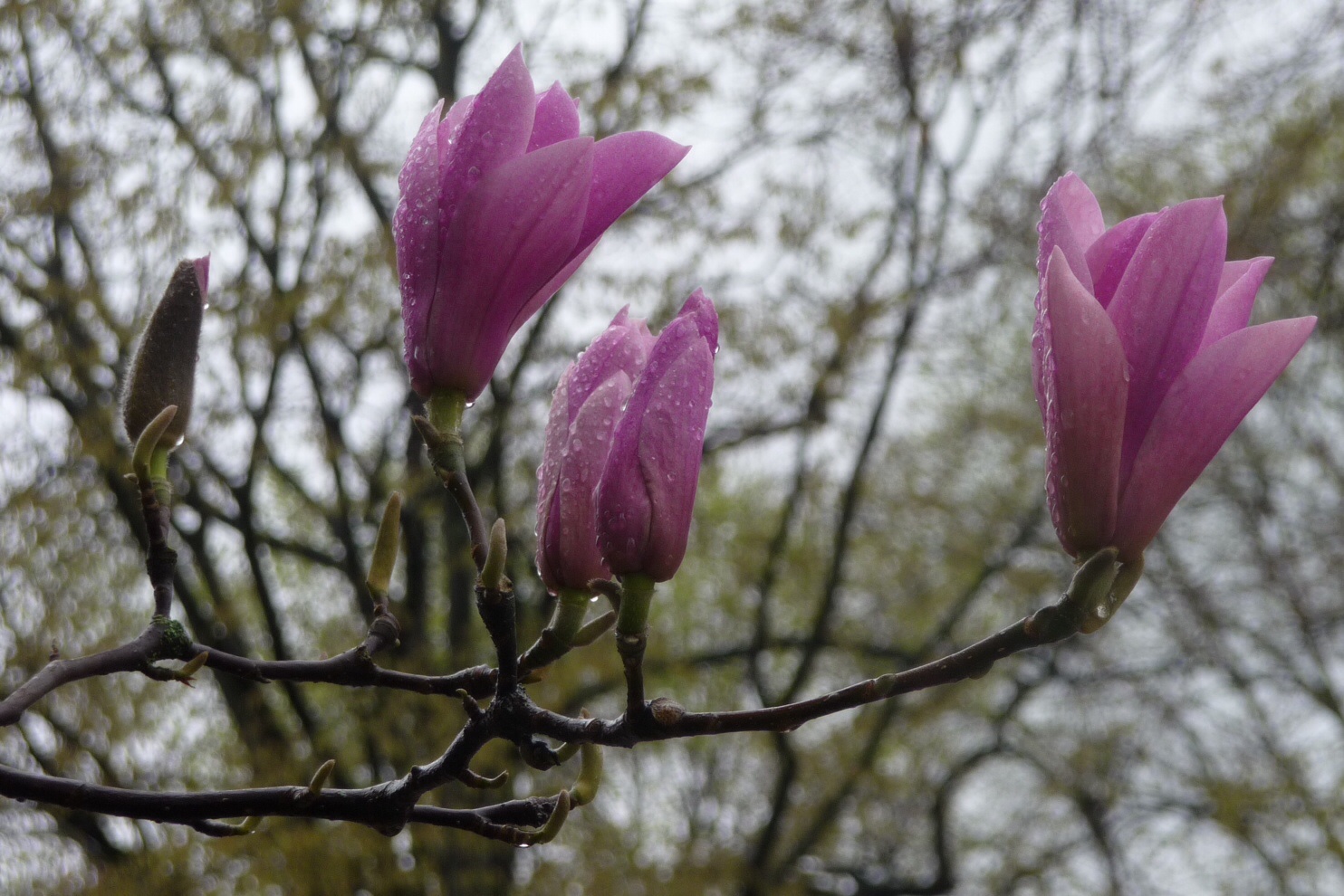 Magnolia