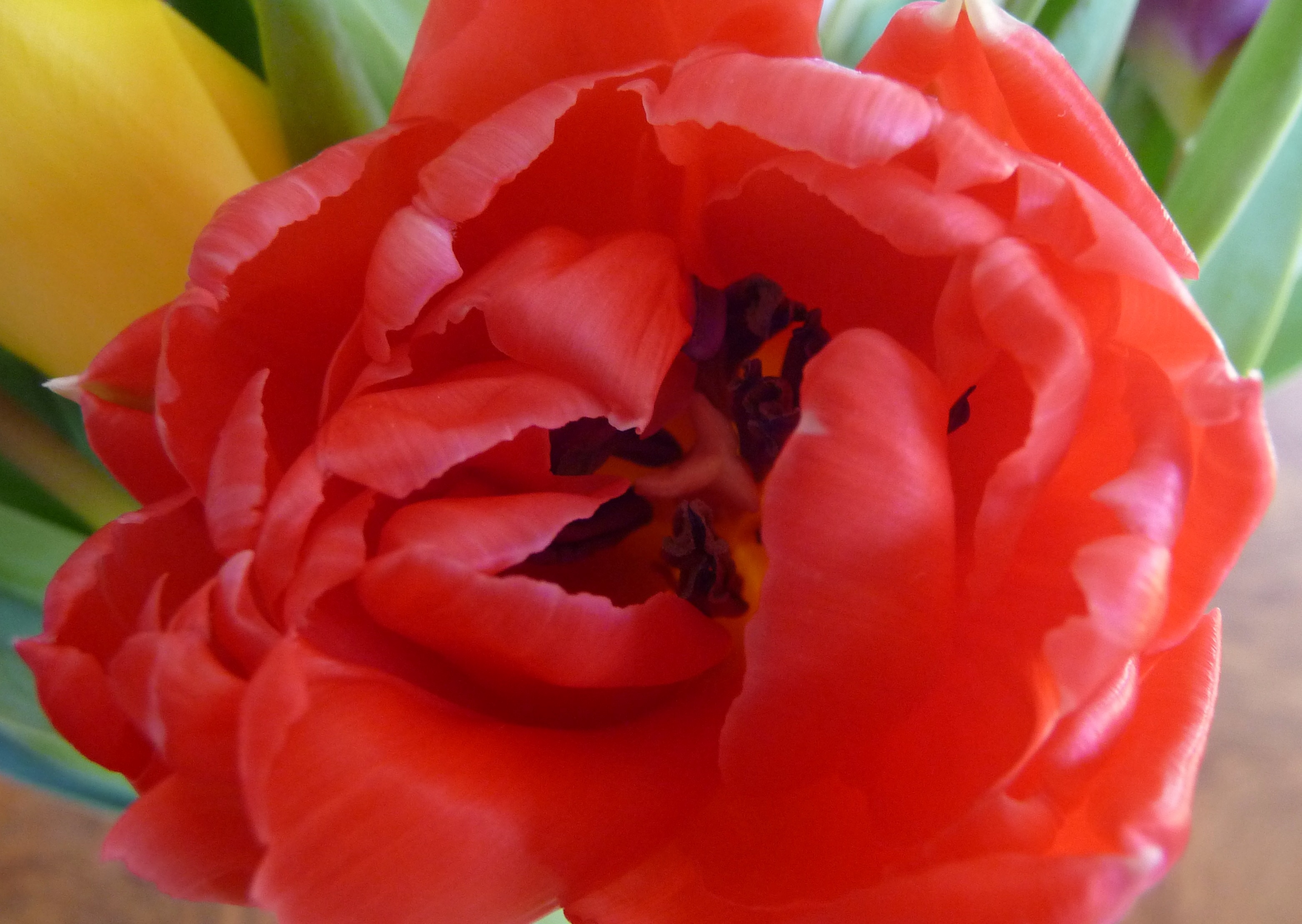 Rode tulp