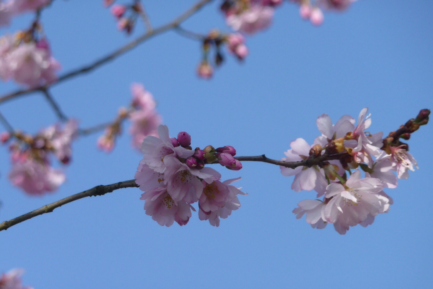 Roze bloesem 6