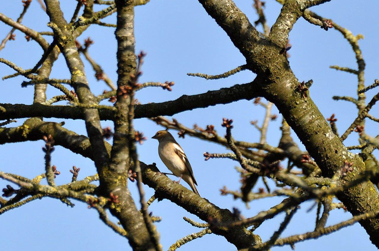 Vink