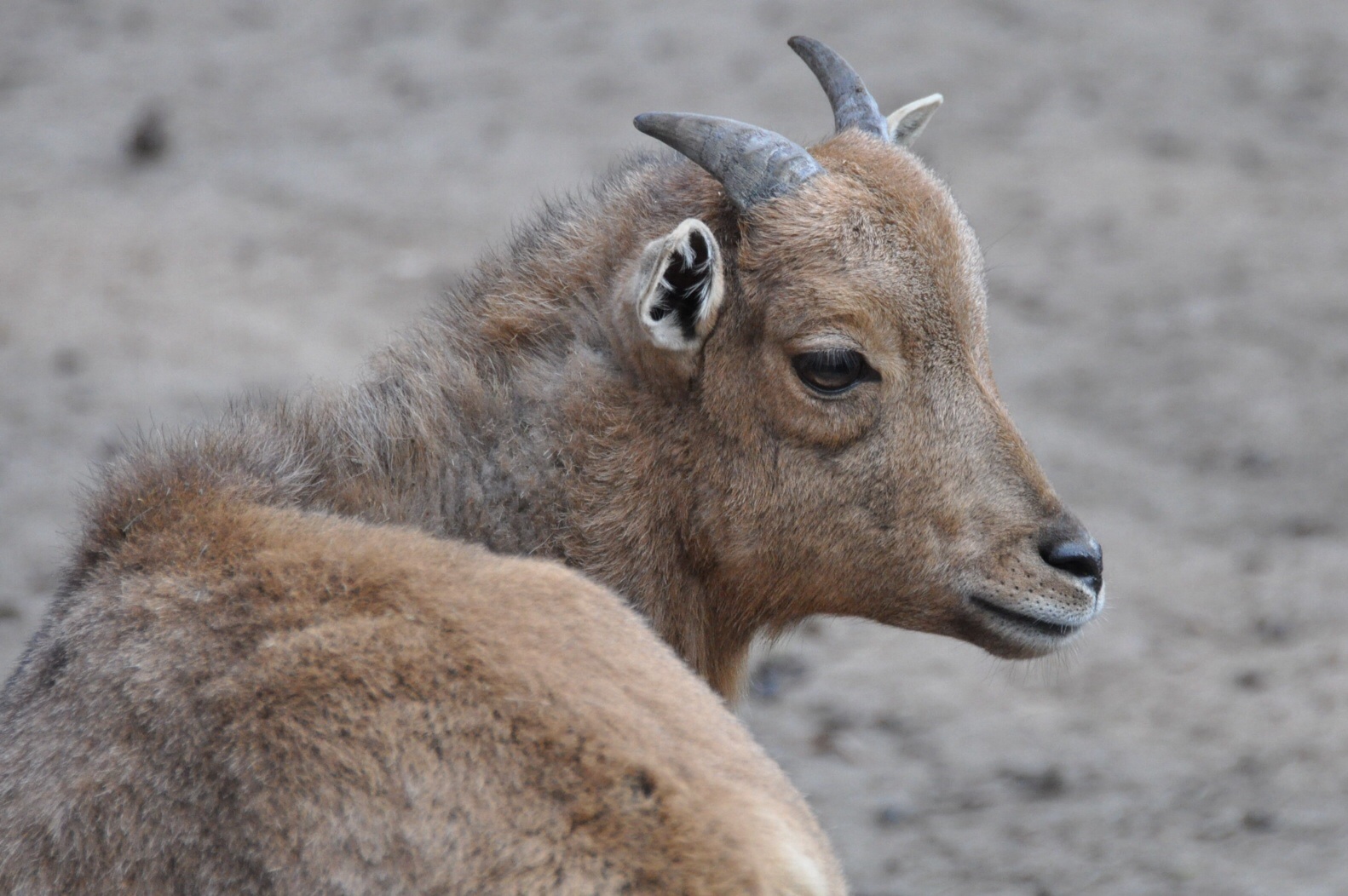Steenbokje
