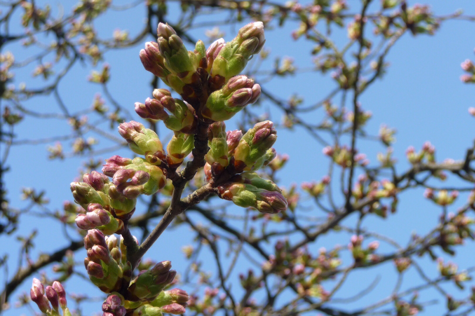 Roze bloesem