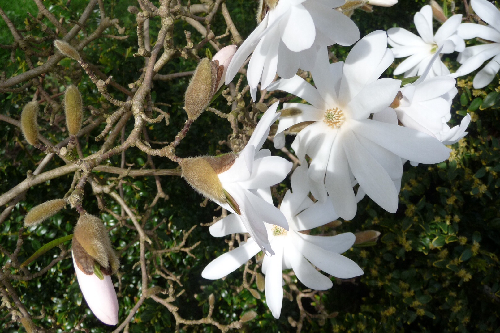 Magnolia 2