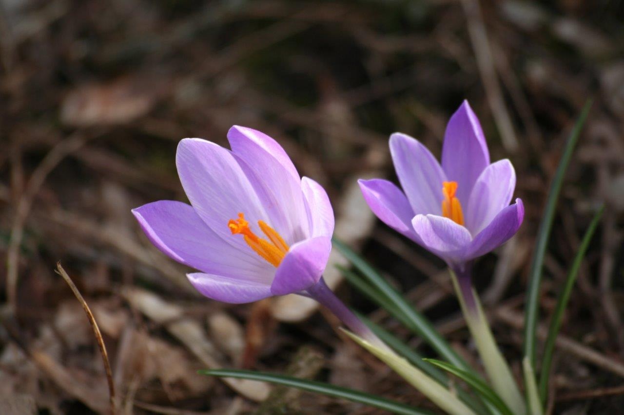 Krokussen 2