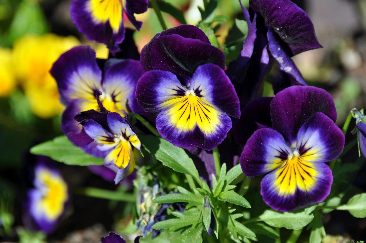 Violen