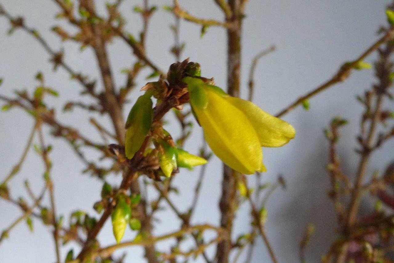 Forsythia in de vaas