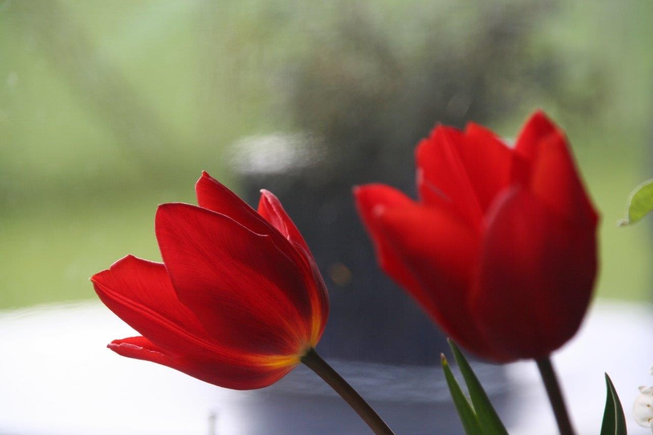 Rode tulpen
