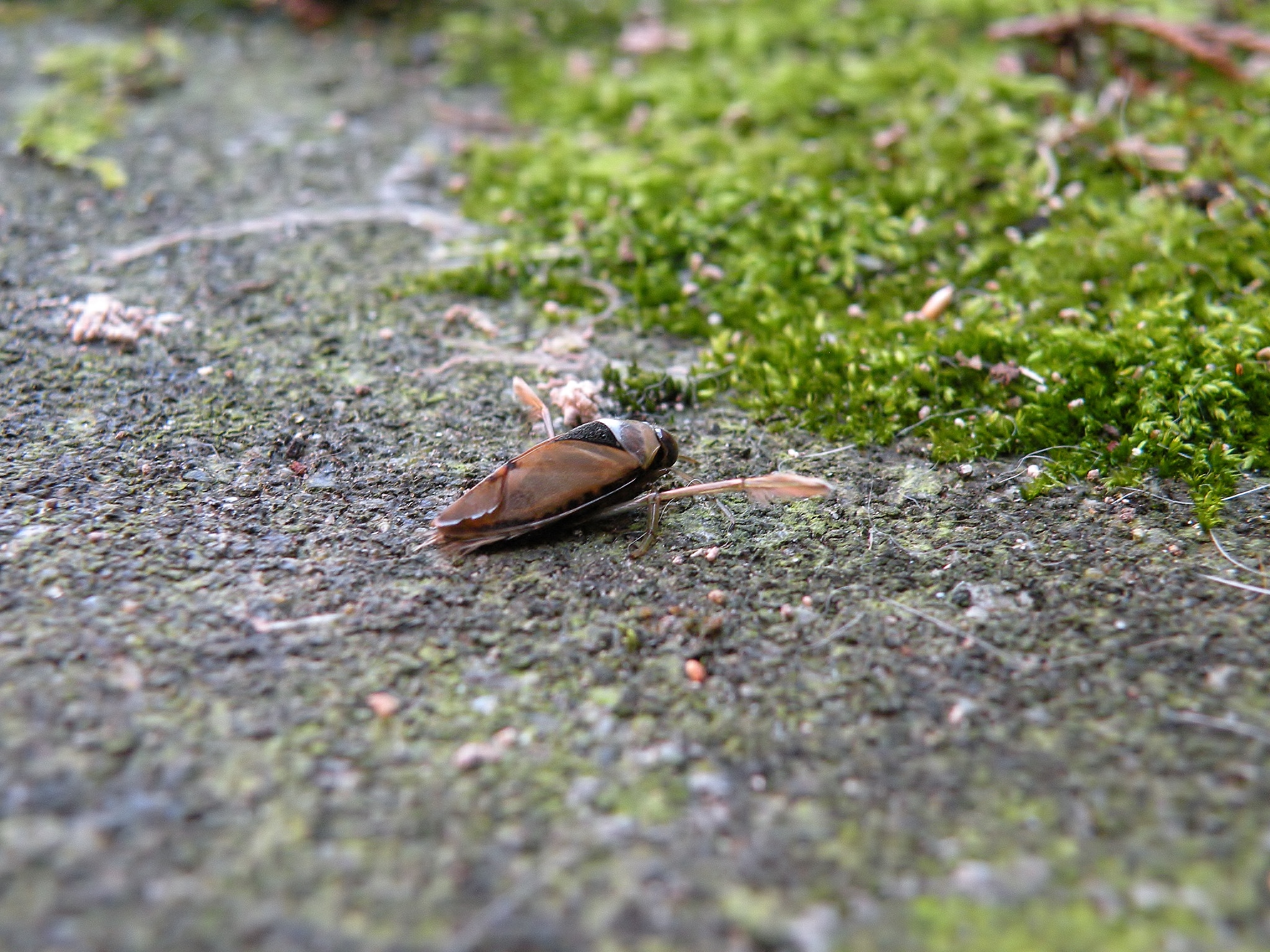 Bootsmannetje op het droge?